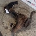 FRONT DIFF FOR A MITSUBISHI KA,B0# - FRONT DIFF